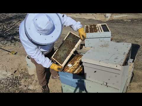 Видео: потянули за ночь 8 вощин без сиропа налил сиропа посмотрим что будет завтра