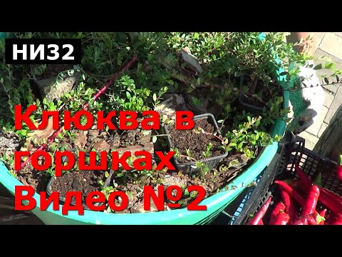 Видео: НИ32 Клюква в горшках №2 видео