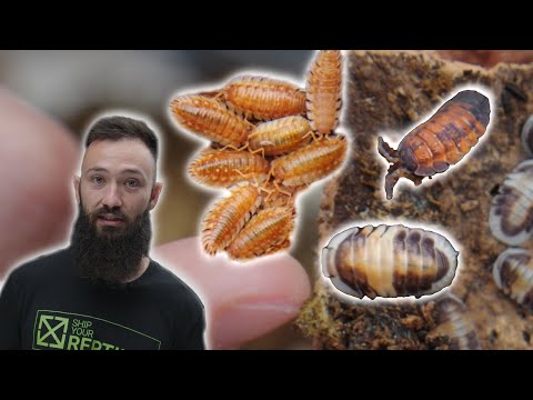 Видео: МОЯ НОВАЯ КОЛЛЕКЦИЯ ISOPODS!