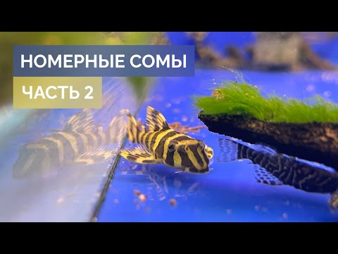 Видео: Номерные сомы / Часть 2. / L-134, L-260, L-397, L-471, L-501 / Аквариумистика mos-fish.ru