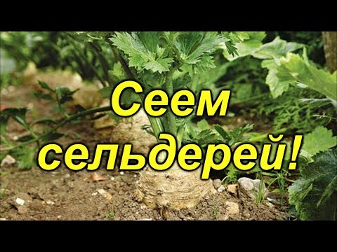 Видео: Сеем сельдерей- не опоздайте!