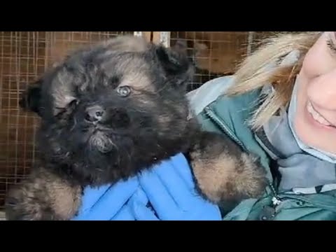 Видео: Такого Мишку вы ещё не видели! Помощь приюту.Helping to the shelter.