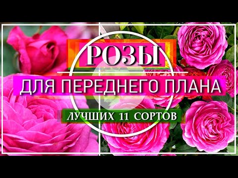 Видео: 11 СОРТОВ РОЗ / ЛУЧШИХ ОБИЛЬНОЦВЕТУЩИХ ДЛЯ ПЕРЕДНЕГО ПЛАНА ЦВЕТНИКА / ЧАСТЬ 1