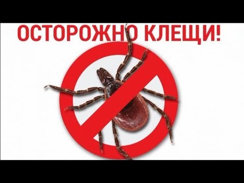 Видео: ДТ-15. Как защитить собаку от клещей.
