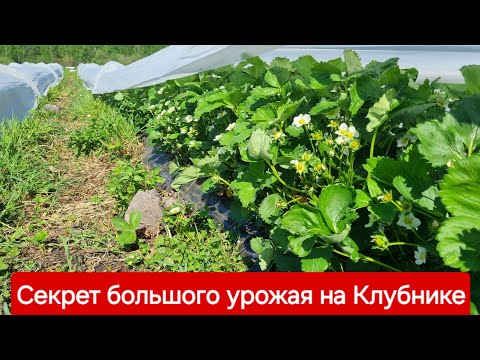 Видео: Секрет большого урожая на клубнике / Клубника 4 Мая