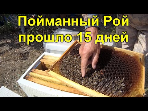 Видео: Пойманный рой прошло 15 дней