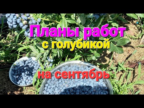 Видео: Сентябрь. Работы с голубикой осенью.
