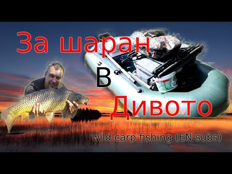 Видео: Риболов на шаран: на диво (2021)