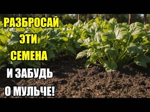 Видео: РАЗБРОСАЙТЕ СЕМЕНА ЭТИХ ДВУХ РАСТЕНИЙ — И МУЛЬЧИРОВАНИЕ НЕ ПОТРЕБУЕТСЯ!