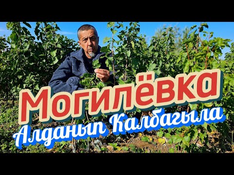 Видео: Могилевка Алданып Калбагыла… Бак Сыры:+996555887633