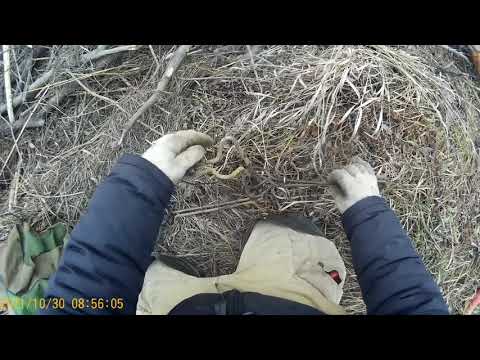 Видео: Охота на бобра капканами кп-320 установка и проверка. Хитрые бобры.