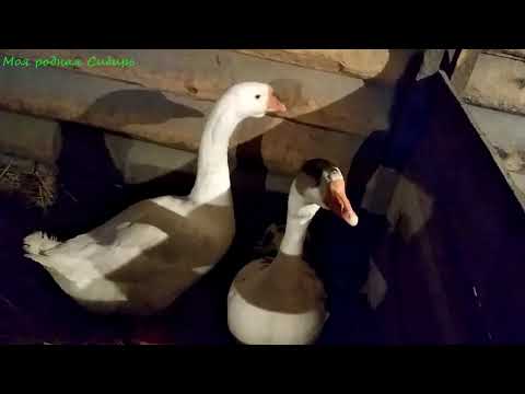 Видео: Делим гусей на семьи.  Что получится у нас?