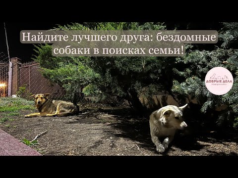 Видео: Найдите лучшего друга: бездомные собаки в поисках семьи!