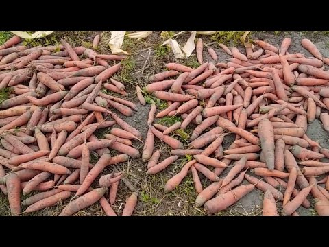 Видео: УБИРАЕМ СВЕКЛУ И МОРКОВЬ // УРОЖАЕМ ДОВОЛЬНЫ ! //ЖИЗНЬ В ДЕРЕВНЕ