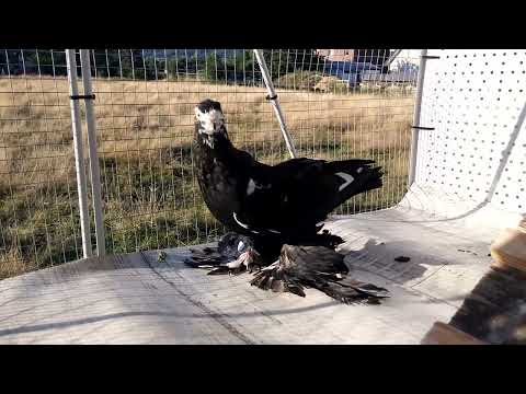 Видео: Как определить пол у голубей???