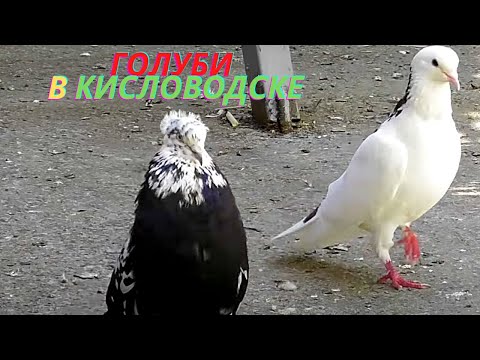 Видео: Гон голубей! В гостях у Авакова Артура в Кисловодске!