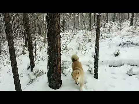 Видео: Охота на соболя с лайками!