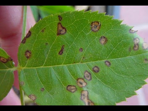 Видео: Септориоз на розах Кордеса.