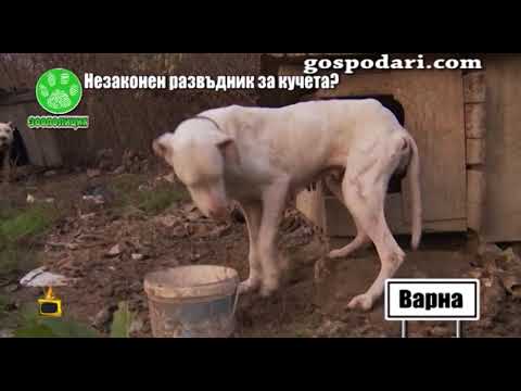 Видео: Инспектори от Варна конфискуваха измъчваните в незаконен приют кучета