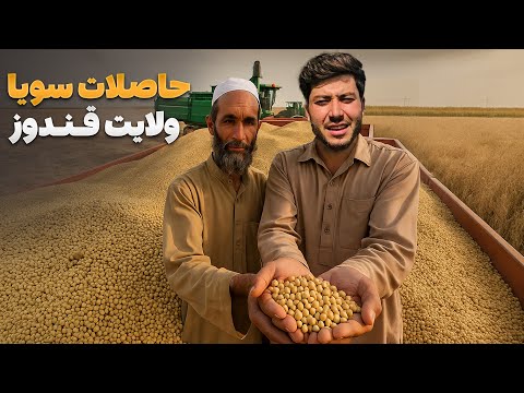 Видео: Путешествие с Зафаром — Самиулла Зафар посещает сбор первого урожая сои в провинции Кундуз