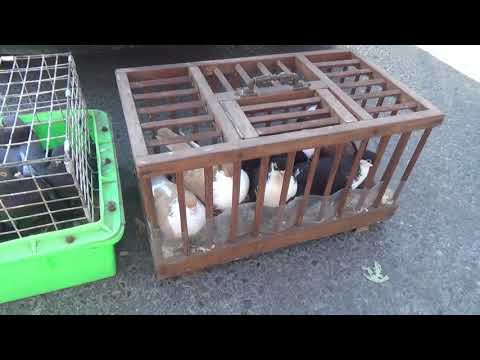 Видео: ПТИЧИЙ РЫНОК  г  УФА  18 07 2021 г