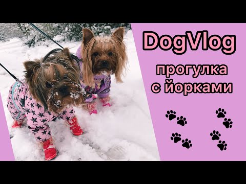 Видео: DogVlog: ПРОГУЛКА С ДВУМЯ ЙОРКАМИ / ПОТЕРЯЛИ БОТИНКИ / БОЛТАЛКА