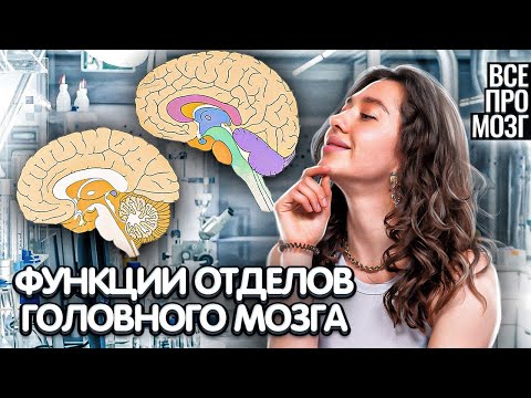 Видео: ЕГЭ и ОГЭ Биология. Быстро запоминаем все отделы головного мозга за 15 минут. Лайфхак