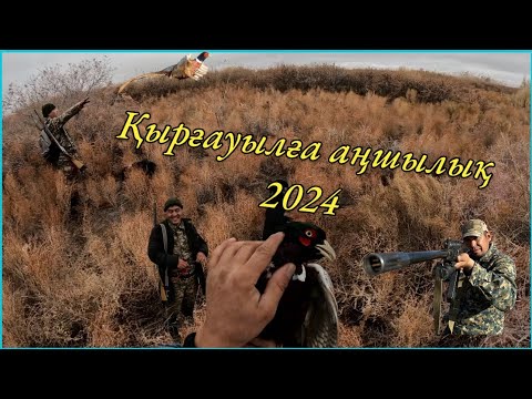 Видео: Баха досыммен қырғауылға аңшылық 2024. #охота#фазан#2024 #қырғауыл #аңшылық #қызылорда