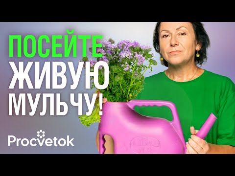 Видео: "ЖИВАЯ" МУЛЬЧА НА ГРЯДКАХ: посадите в огороде эти 2 растения - и почва станет рыхлой и плодородной