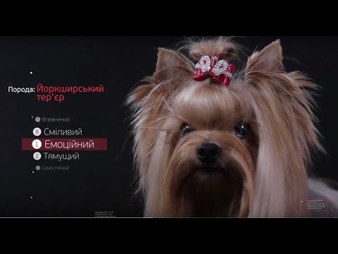Видео: Йоркширский Терьер ➠ Узнайте все о породе собаки