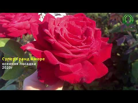 Видео: Супер Гранд Аморе, более 50 кустов  Моноклумба осенней посадки 2020г  Уход
