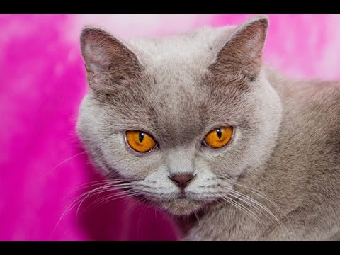 Видео: Чем кормить беременную  британскую  кошку?