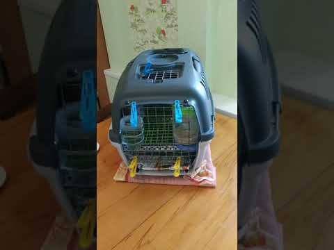 Видео: Перепела в квартире. часть 1 как начинается мое утро