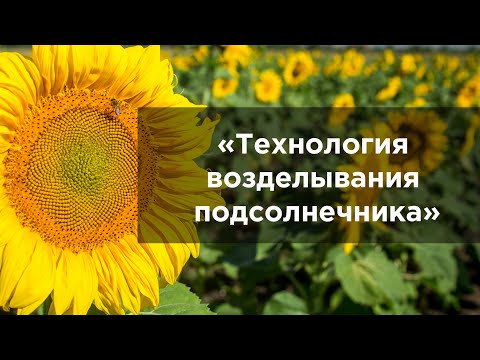 Видео: Технология возделывания подсолнечника