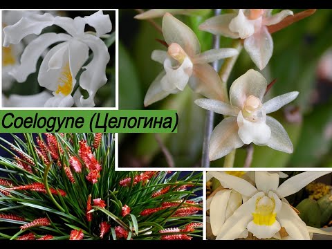 Видео: Орхидеи Целогинa (Coelogyne) Целогиновые (Coelogyneae)