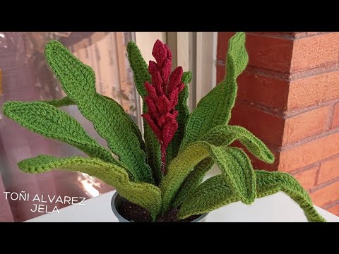 Видео: Тропическое растение. Цветок имбиря @Toñi Alvarez JeLa