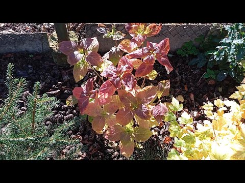 Видео: Осенний сад и огород 🍂 Подготовка к зиме, посадка лука и моркови, уход за цветами и хризантемами