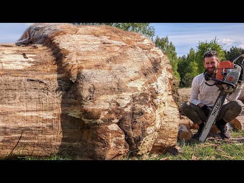 Видео: Дуб с таким дефектом стоит дороже