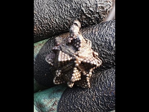 Видео: Супер коп Макро Мульти Крузером по Киевской Руси! Фильм 14