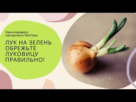 Видео: 711. Лук на зелень. Обрежьте луковицу правильно!