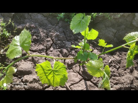 Видео: Уход за виноградом, нормирование побегами, первая обработка, полив, рыхление и борьба с вредителями