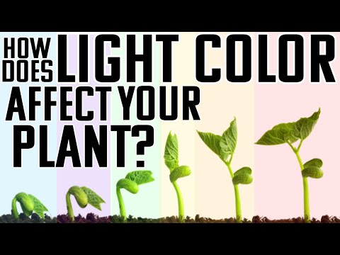 Видео: Как цвет освещения влияет на мои растения? Какой цвет освещения мне следует использовать? | Испол...