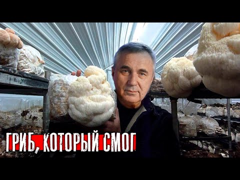 Видео: Ежовик Гребенчатый и психотерапия / Доктор Боровских