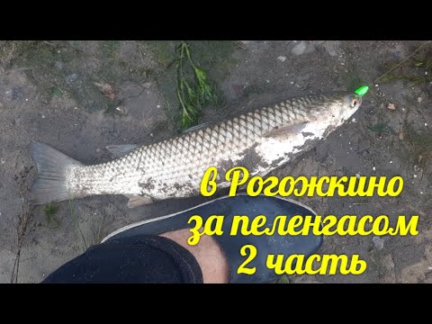 Видео: Поехали в Рогожкино за пеленгасом, в результате домой привезли не только рыбу - 2 часть. Продолжение