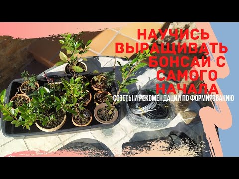 Видео: С чего начать бонсай? Выращивание бонсай с нуля. Правильное формирование черенков и саженцев бонсай!