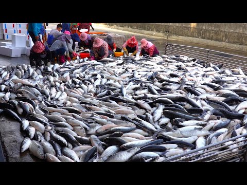 Видео: Удивительно! Вкусный улов Тайваня: аю, кефаль и речные креветки