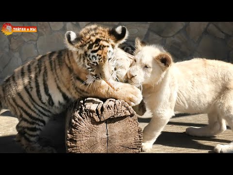 Видео: Грызка - игрушка львятам и тигрятам. Неласковая ЛАСКА. Тайган. Toy for lios & tigers cubs. Taigan.