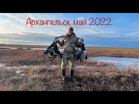 Видео: Охота на гуся. Шикарные майские налёты в Архангельске