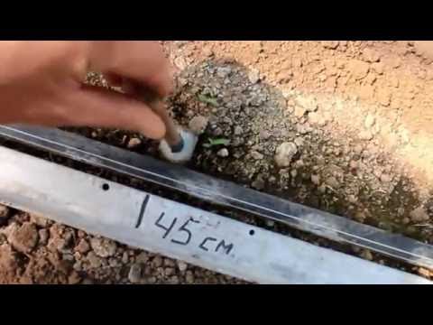 Видео: Безрассадный способ выращивание огурца во втором осеннем обороте