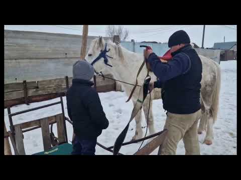 Видео: Ақжайық ауданы "Ақбота" балабақшасы. "Әке көрген оқ жонар, ана көрген тон пішер".